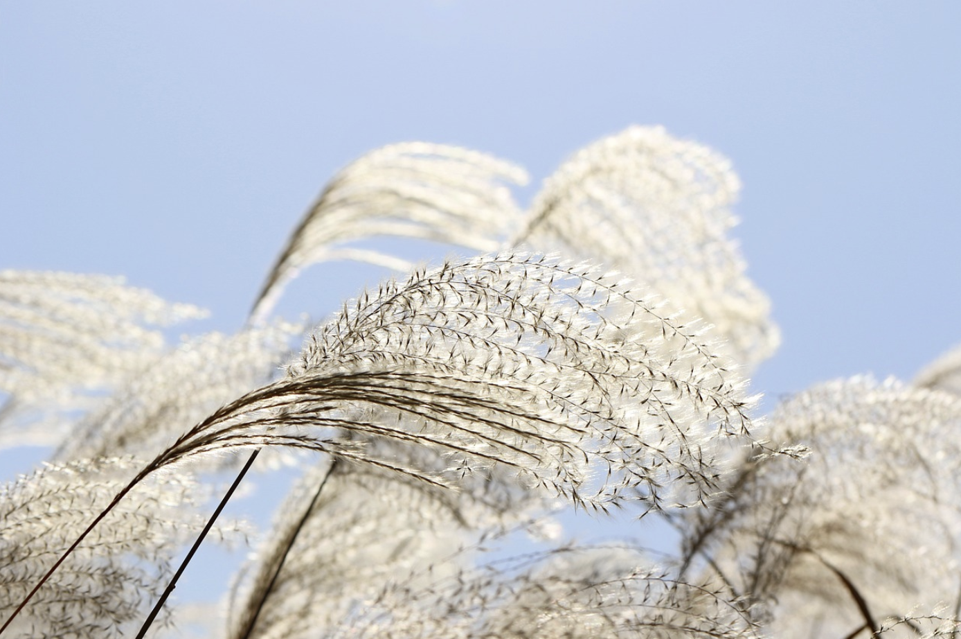 하늘공원 억새축제