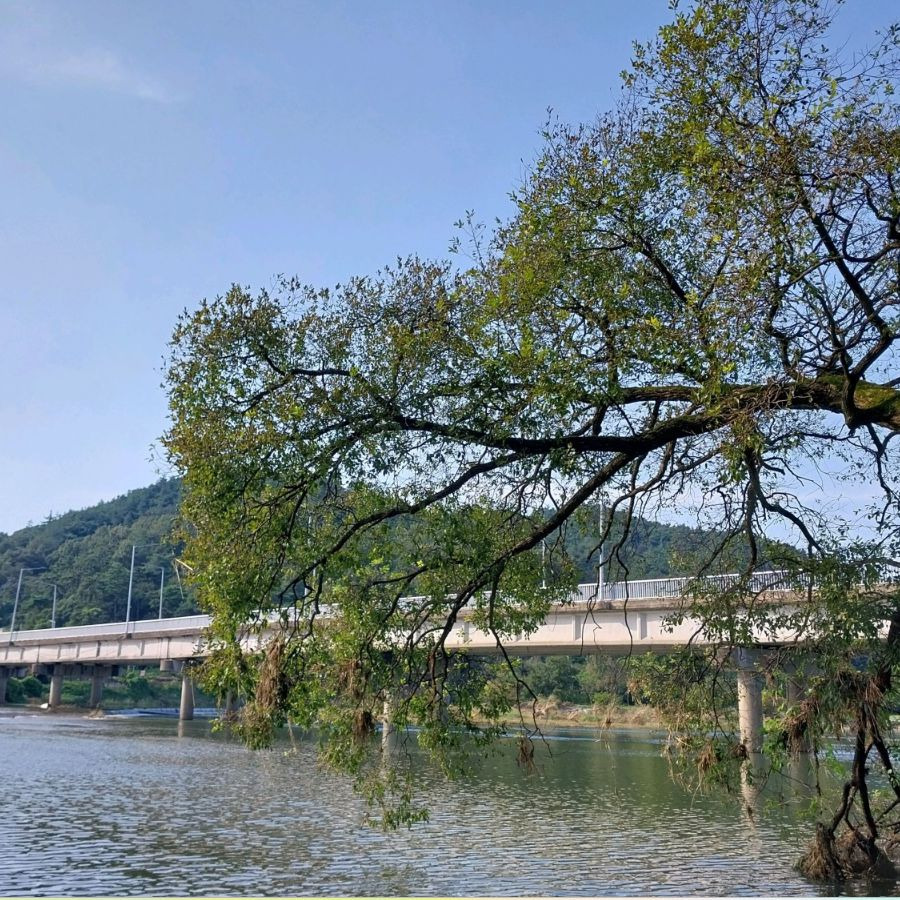 드들강솔밭유원지