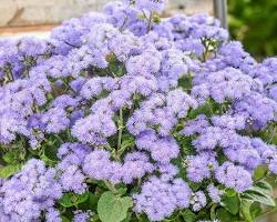 아게라텀 이미지 사진