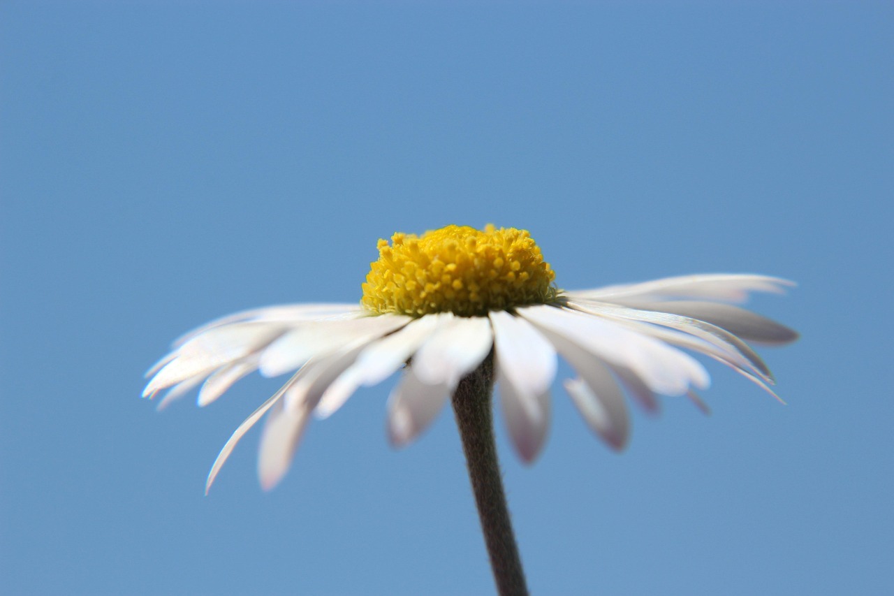 &copy; Kranich17, Pixabay