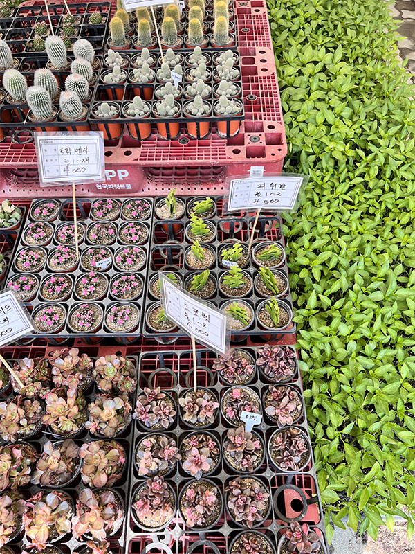 창동 하나로마트에서 판매 중인 다양한 다육&amp;#44; 선인장류