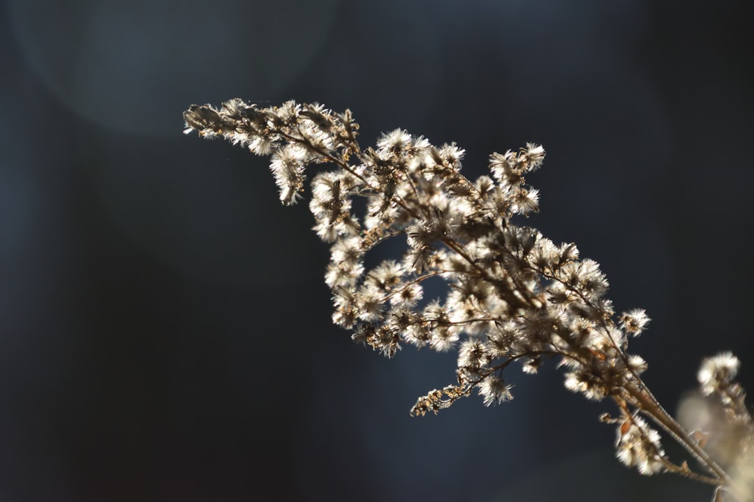 enzyme