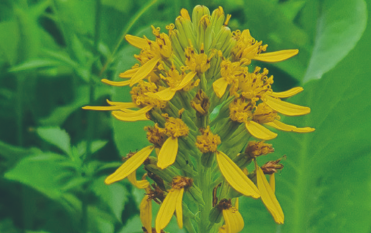 국립한국자생식물원