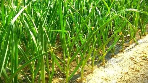 마늘-재배관리-웃거름-물주기