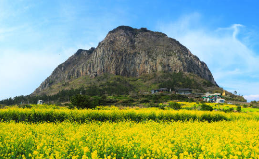 제주 유채꽃 시기