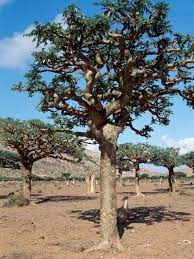 보스웰리아 효능 부작용 (4주 섭취 후기)