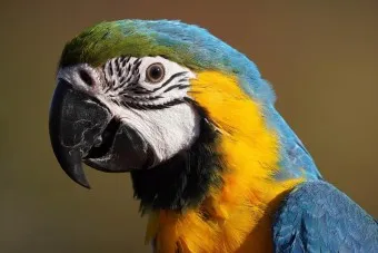 앵무새 분양 가격 키우기 분양 수명 먹이 성격 종류_7