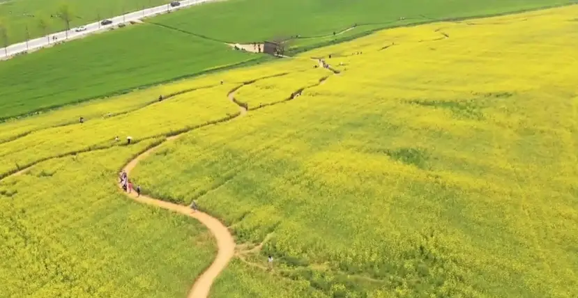 고창 청보리밭축제 주차장, 입장료, 프로그램