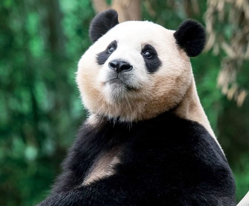 강철원 사육사 모친상 불구하고 푸바오 중국 동행 이유