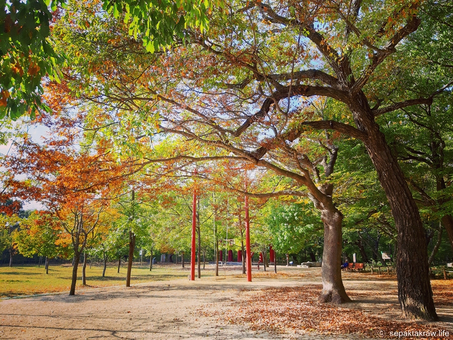 상림공원의단풍풍경