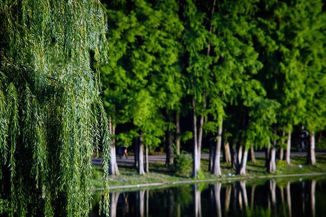 도심 속 숲 조성(Urban Reforestation) – 도시 내 녹색 공간을 활용한 생태 농업