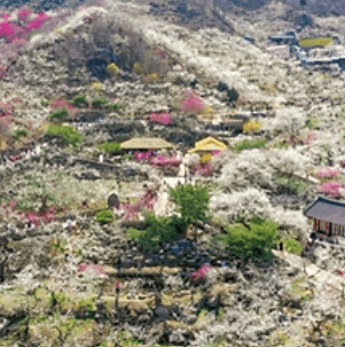 광양매화축제 일정 입장료 행사 주차장 무료셔틀버스 맛집 숙소