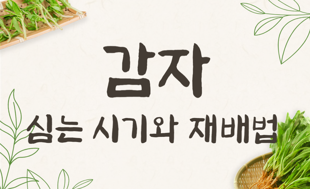 봄 감자심는시기와 재배법, 초보도 쉽게 시작하세요