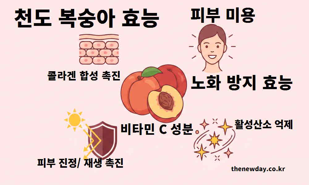 천도 복숭아 효능 피부 미용 노화 방지