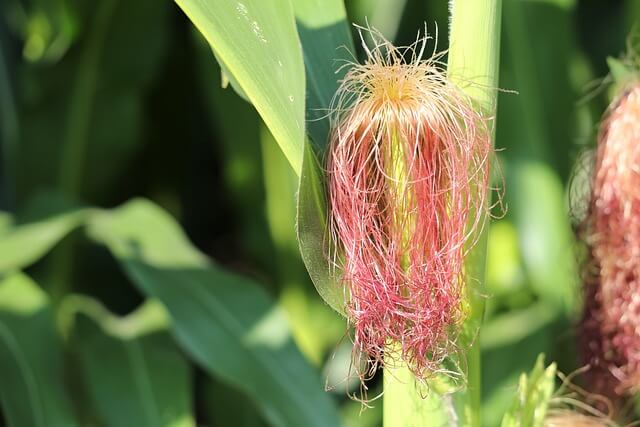 옥수수 심는 시기(파종 시기) 재배 방법 및 수염차 효능 알아보기
