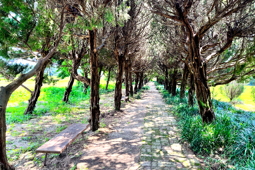 특색있고 아름다운 민간 정원 30선 추천 여행 - 30. 구례 천개의 향나무숲 정원