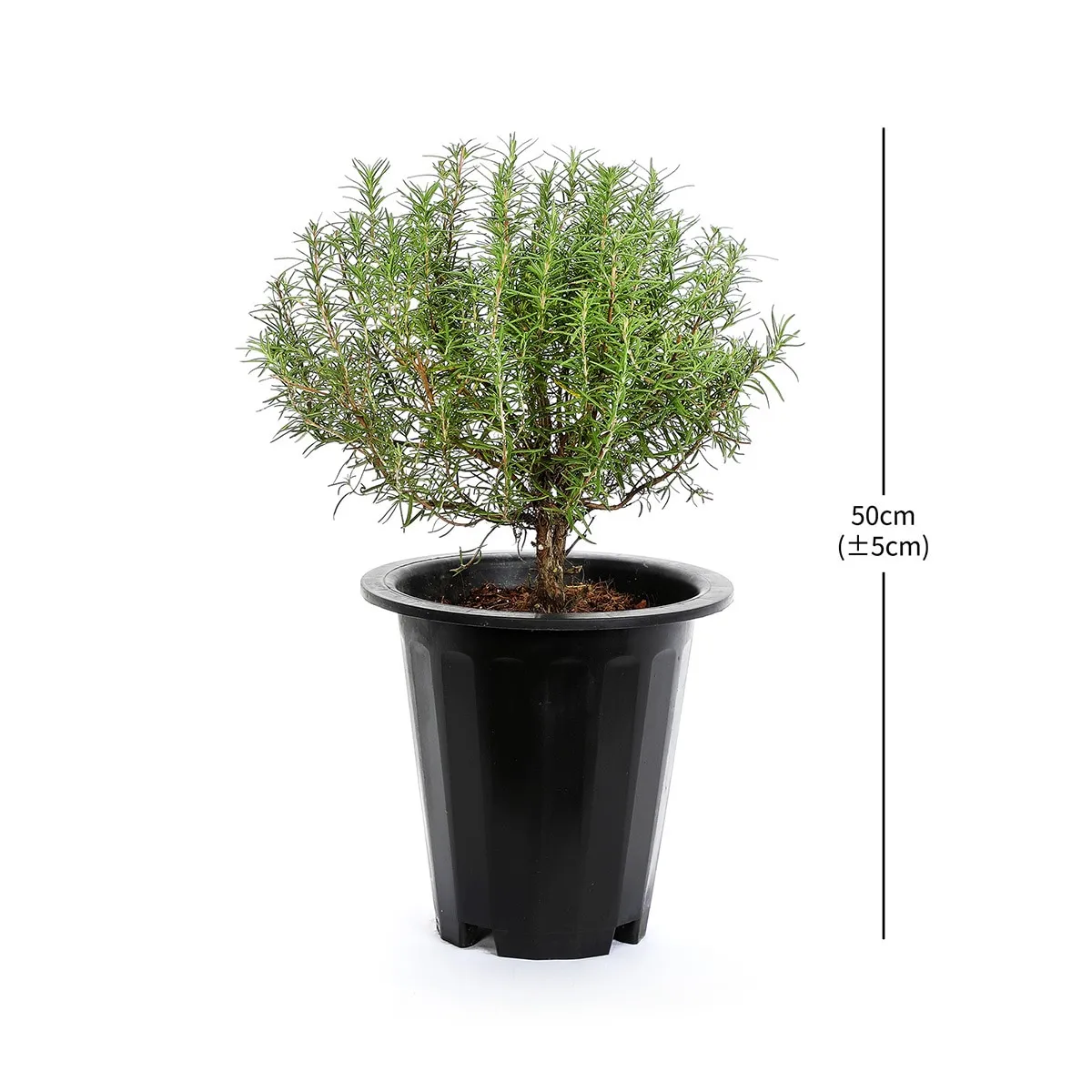 로즈마리 재배 삽목 번식 배수성 좋은 흙 관리_2