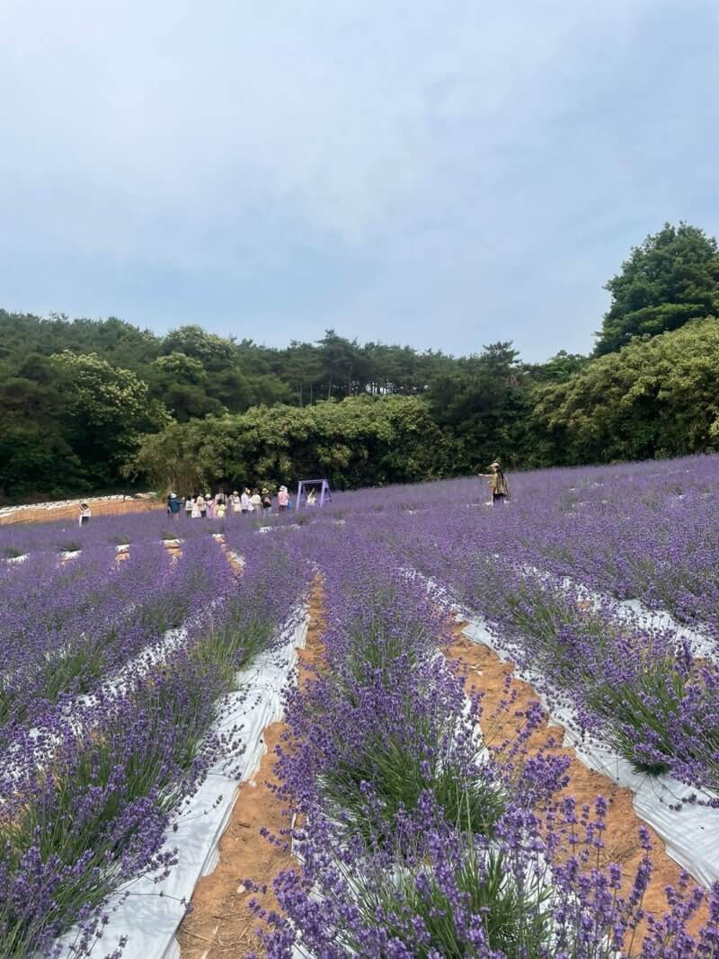 고창청농원 라벤더시즌