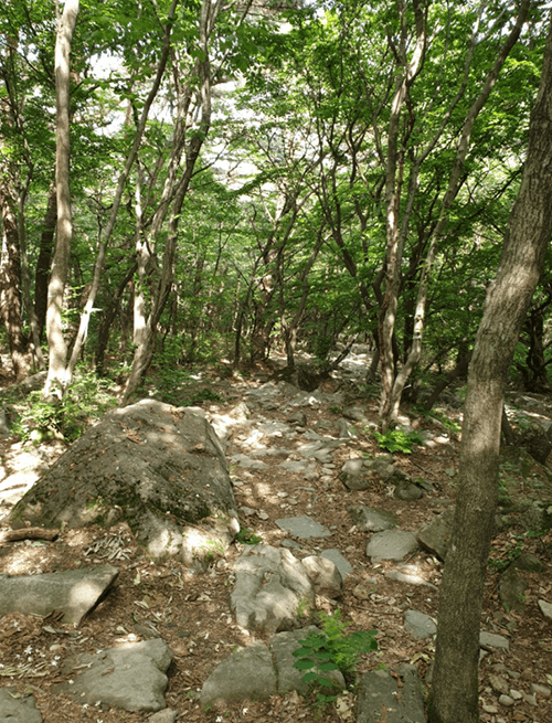 당산나무18