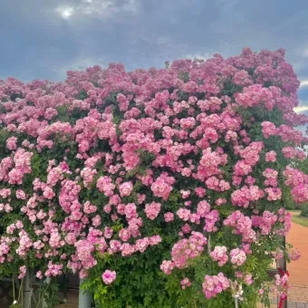 오늘이 아니라면 최적의 개화 시기는 언제인지 곡성세계장미축제에서 확인하세요_13