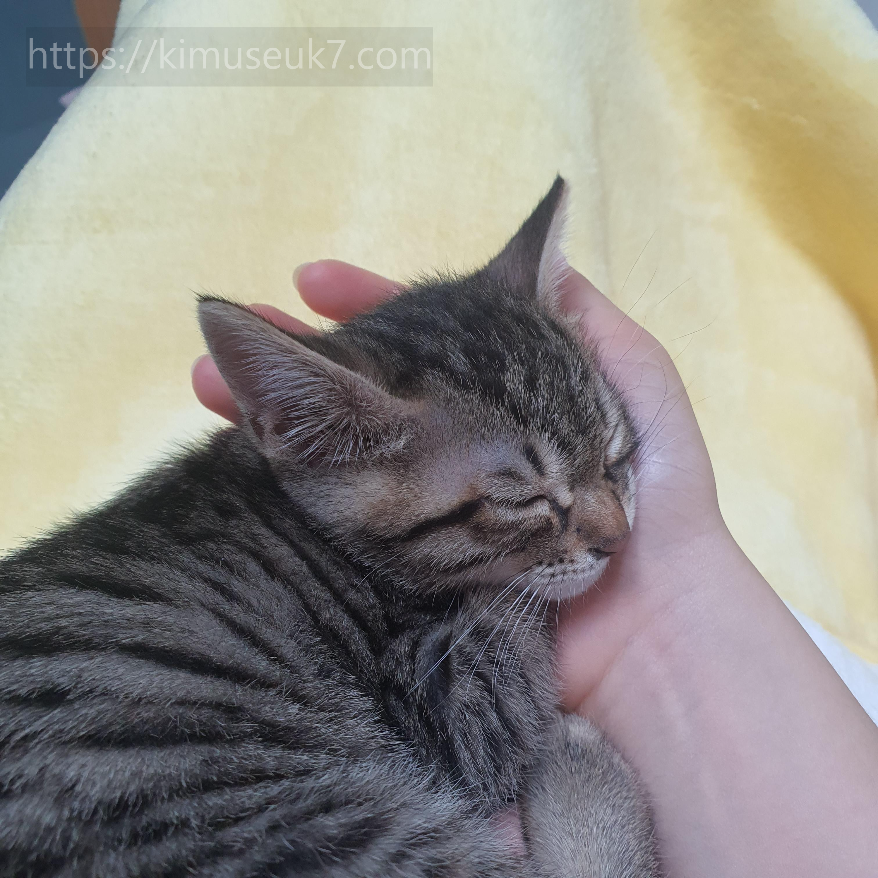 어미에게 배운 사회성, 사람에게 배운 사회성