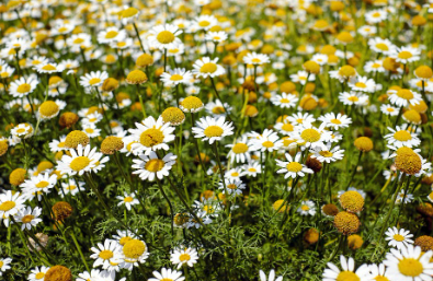 캐모마일 사진