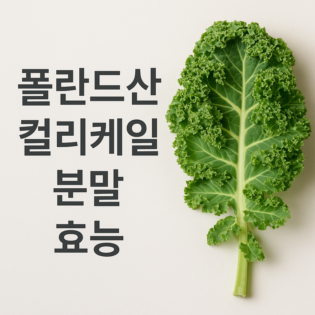 폴란드산 컬리케일분말