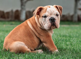 여름철 강아지 산책 적정 시간, 주의사항 정리(강아지 사람 온도차이)
