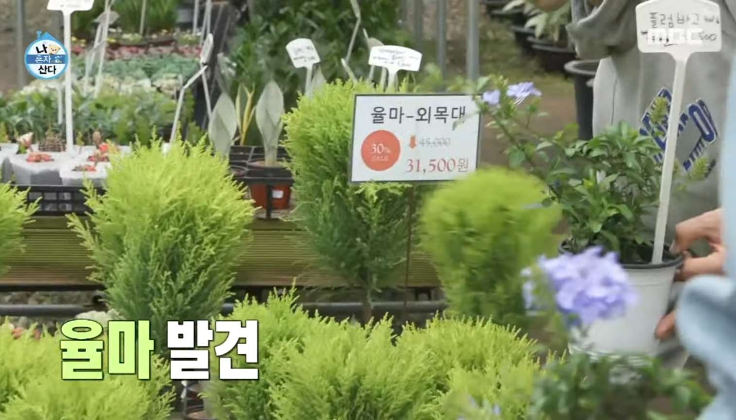 나혼자산다 식물원 조인폴리아 율마