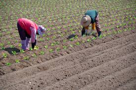 농민수당 자격 확인