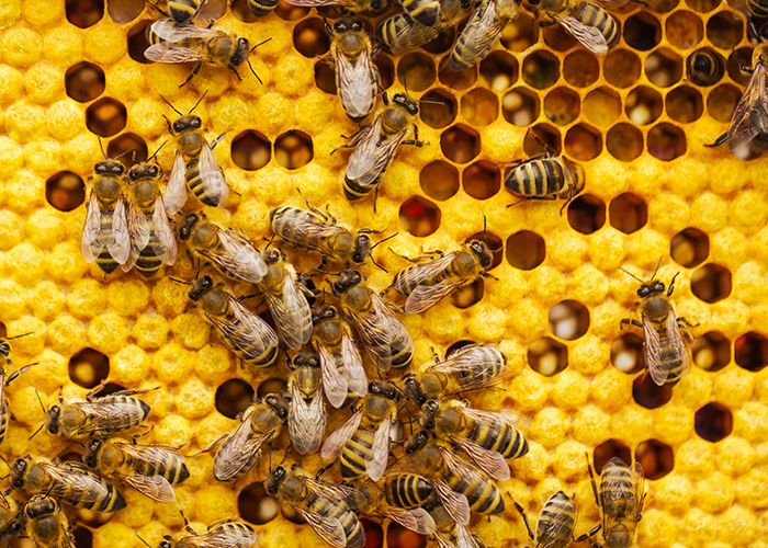 벌집에 모여있는 꿀벌들