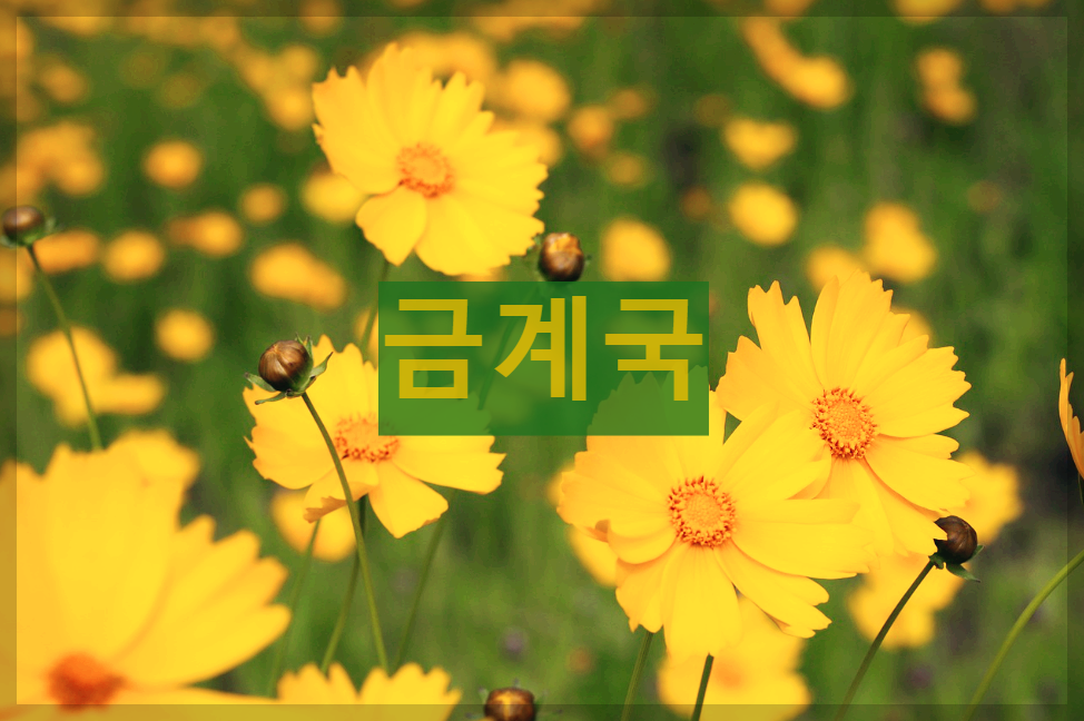 금계국