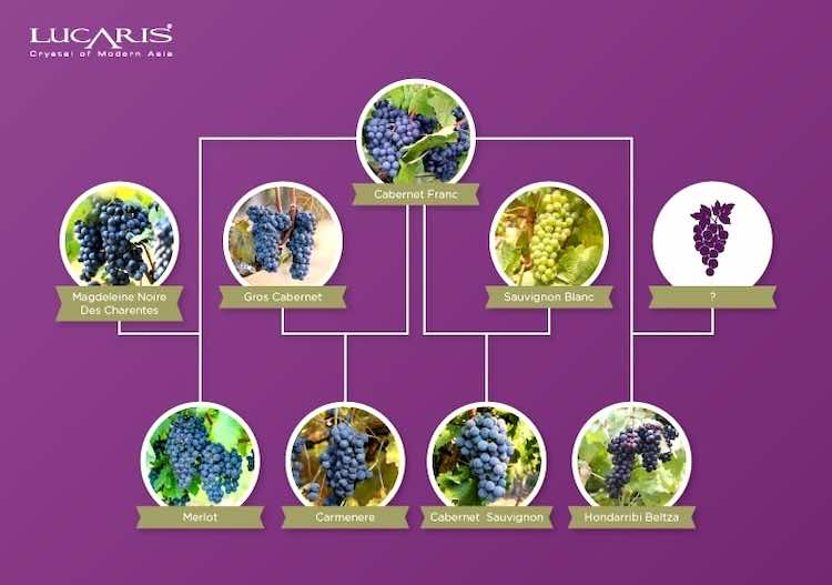 까베르네 프랑과 보르도 흑포도들의 계보도