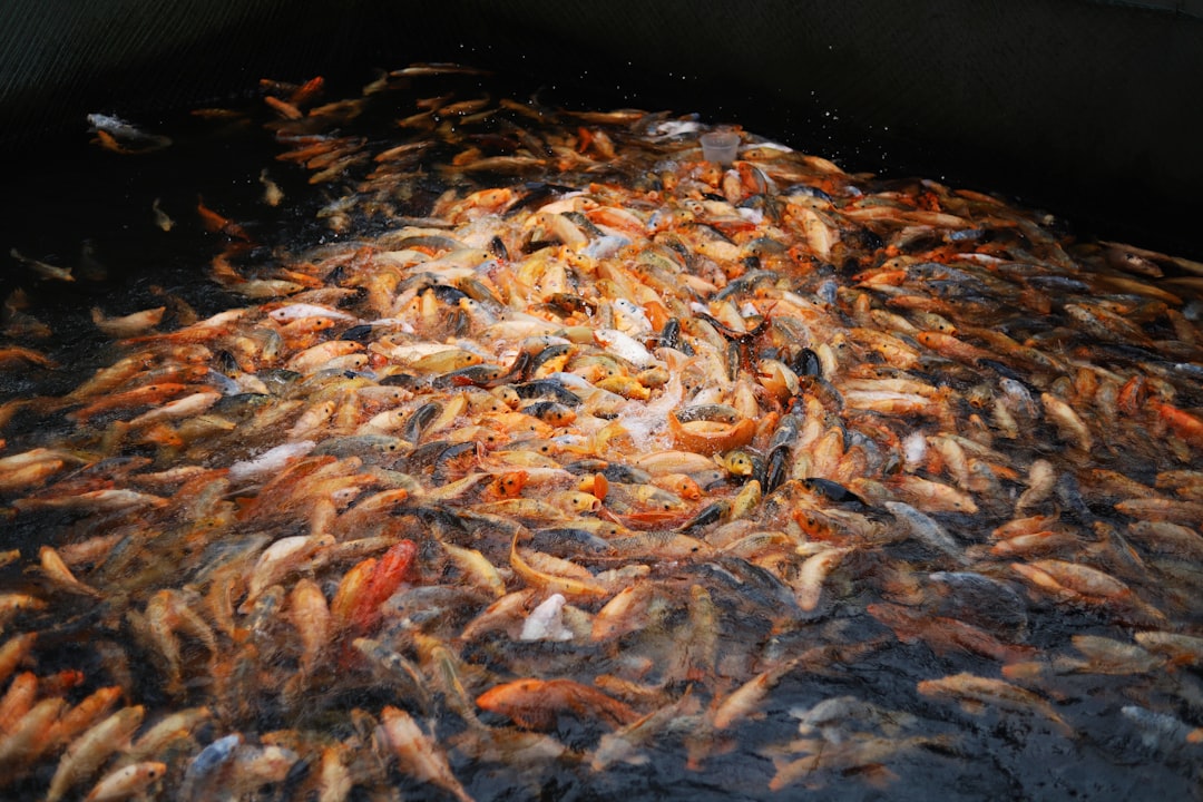 fish sauce