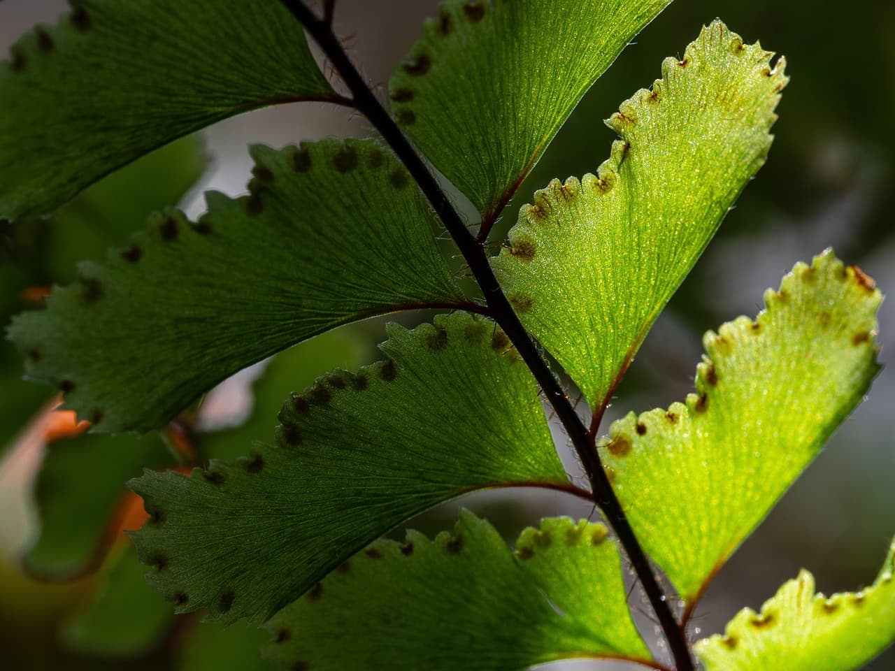 고사리 실내 정원 반려묘와 공존하는 안전하고 아름다운 자연 공간