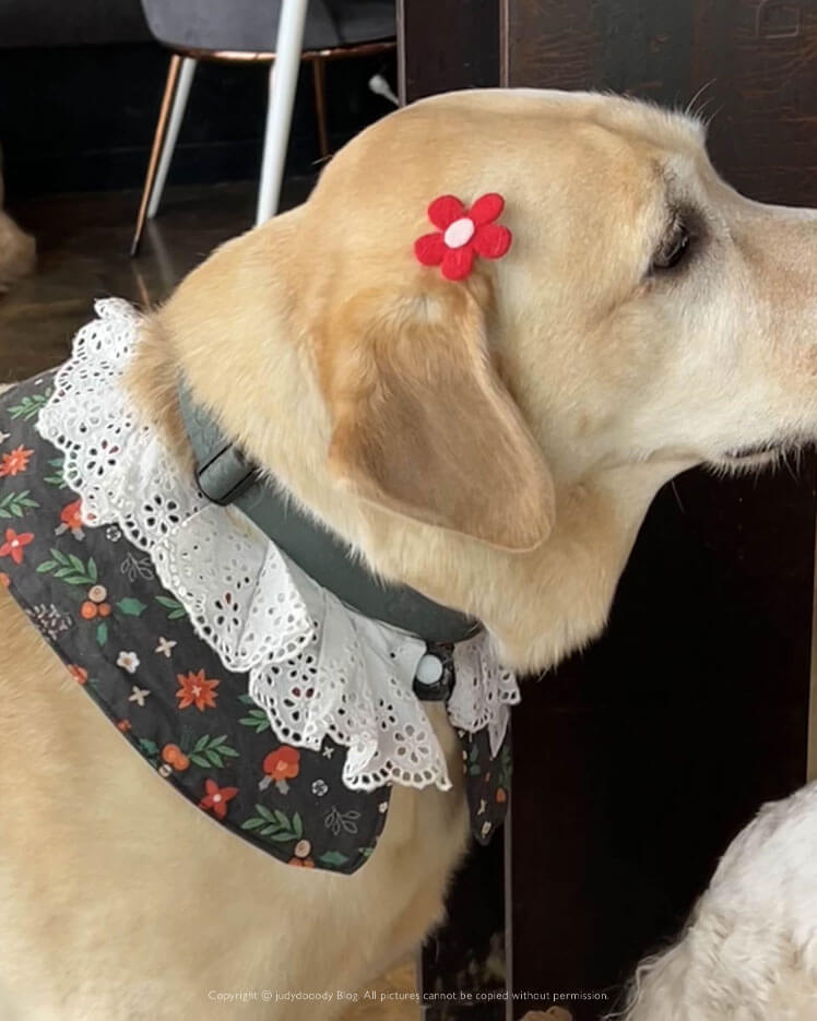 삔꽂은 리트리버