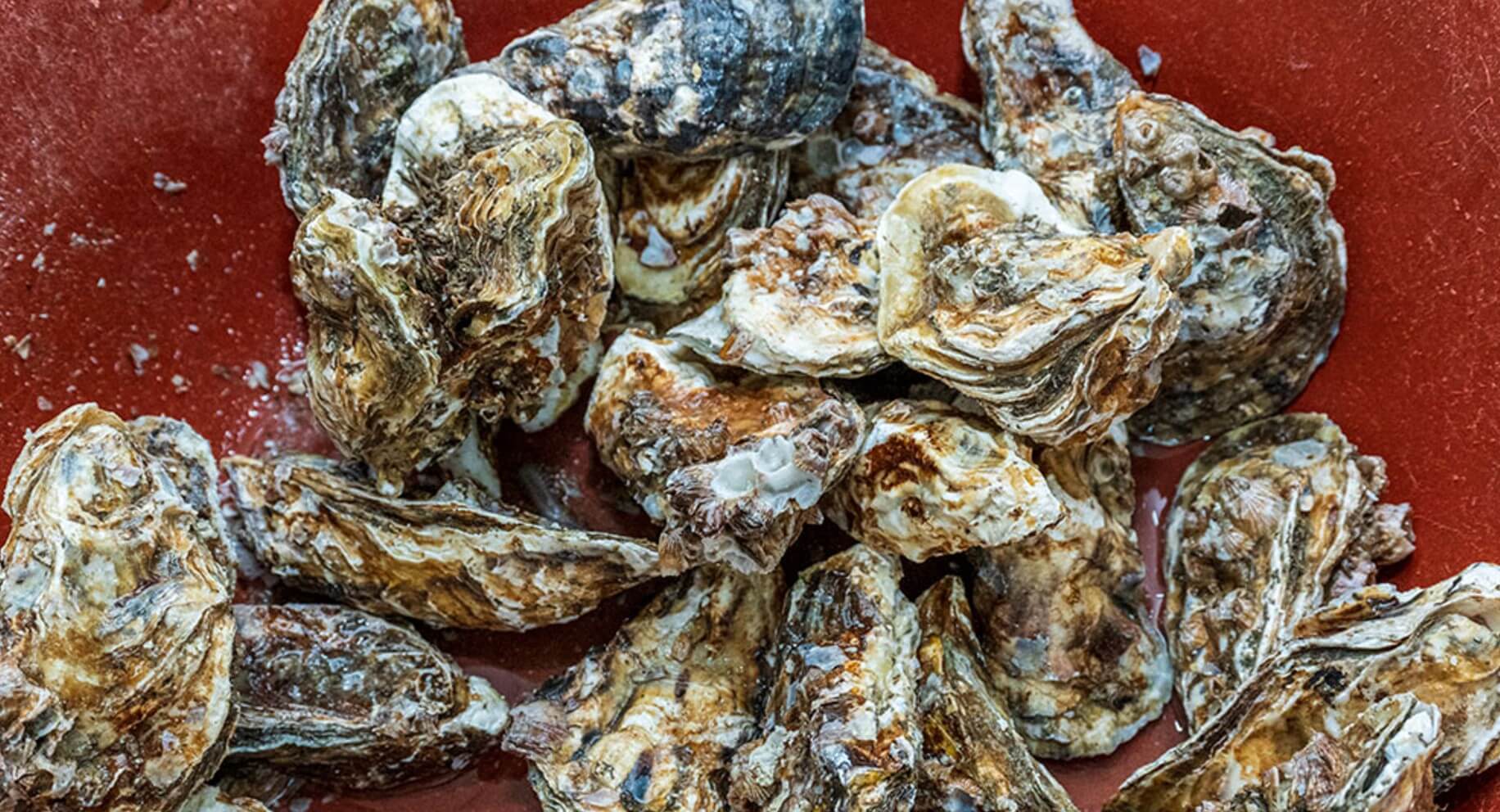 천북 굴단지 맛집