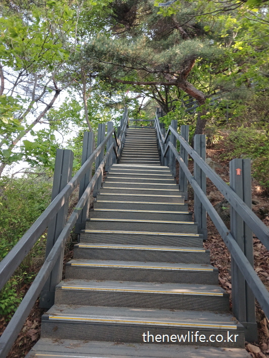 “Steep wooden stairs in the forest trail”-“경사 급한 숲속 목재 계단 – 계단 운동 코스”