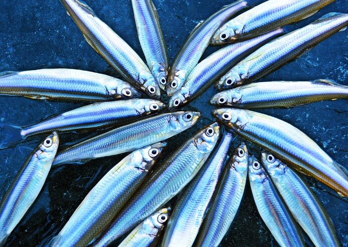 강화 양오 빙어 축제