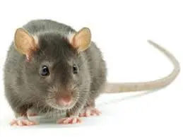 2024년 갑진년 쥐띠 무료운세