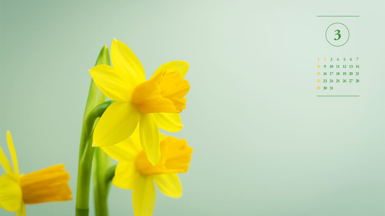 05 활짝핀 노란색 수선화 왼쪽 A - 2026년3월 달력배경화면