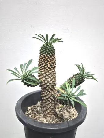 "괴마옥