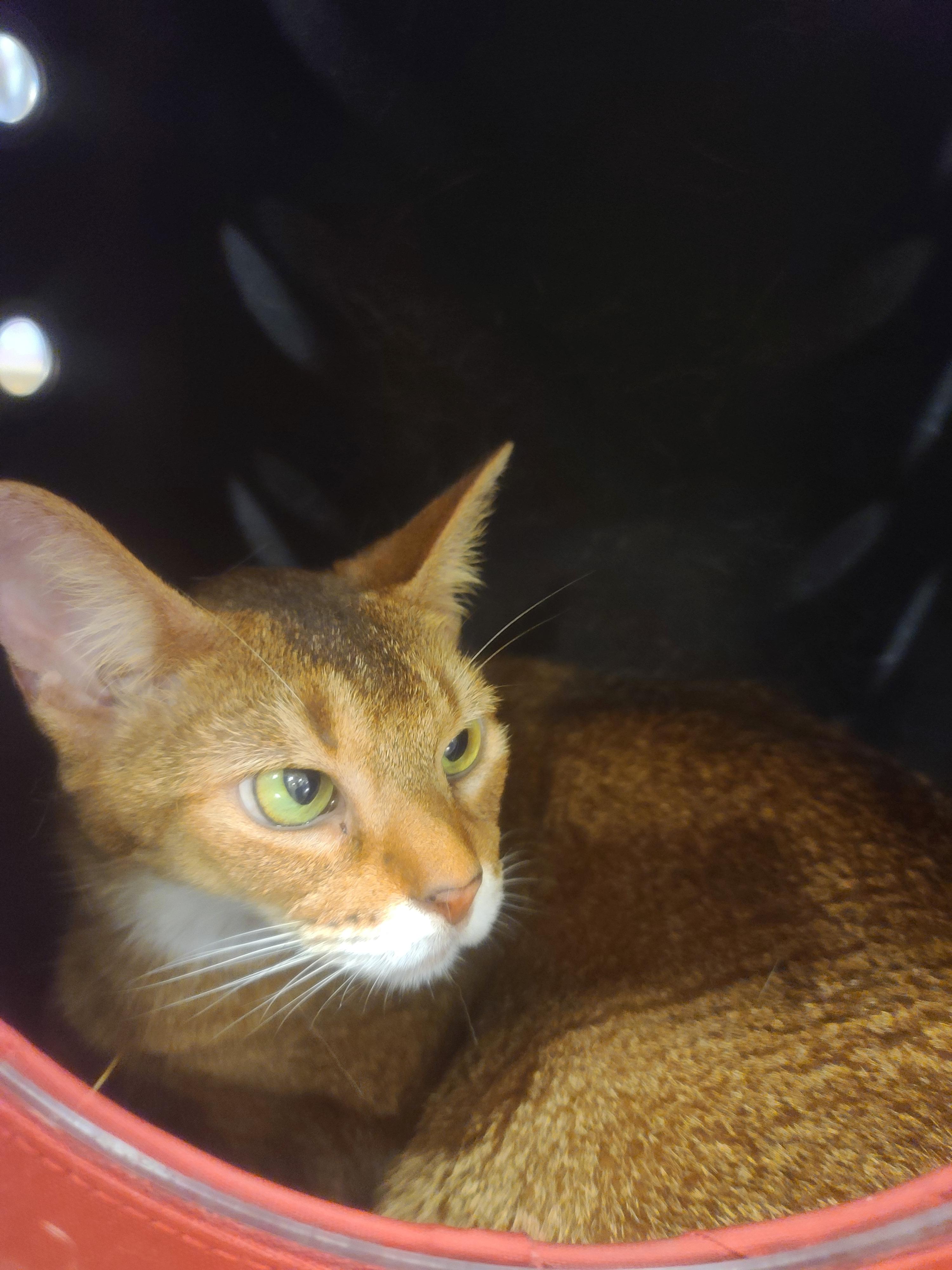 아이들 동물병원 다녀온 썰 & 기록. 스압주의(과잉진료 안하는 병원, 좋은선생님, 내가써본 이동장중 위험한 이동장등)