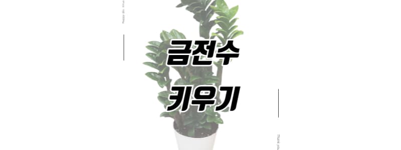 금전수 키우기 썸네일 이미지