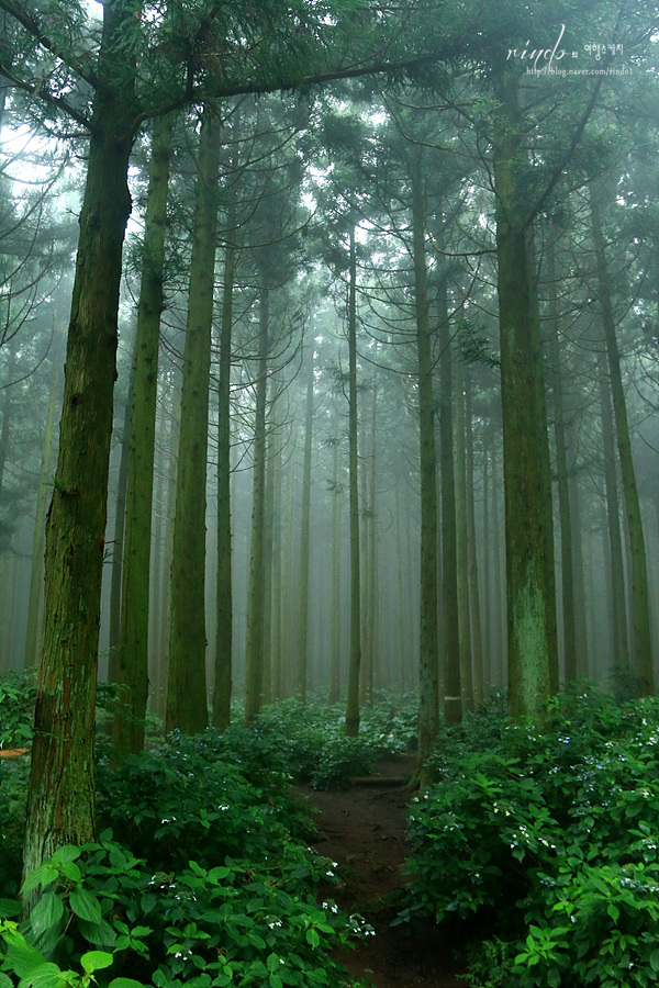 제주도-가볼만한곳-10곳-사려니숲길2