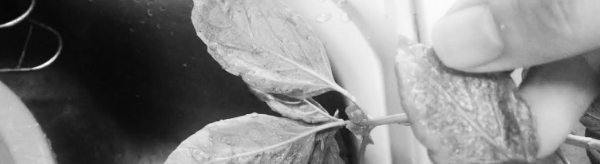 응애 퇴치법: 방제