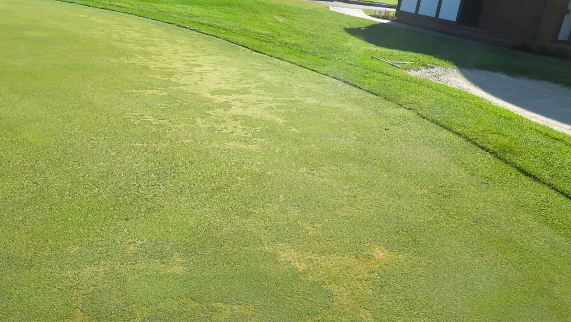 포아 애뉴아 (Poa Annua)