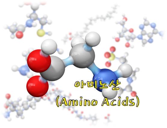 단백질은 아미노산이라는 작은 분자로 구성