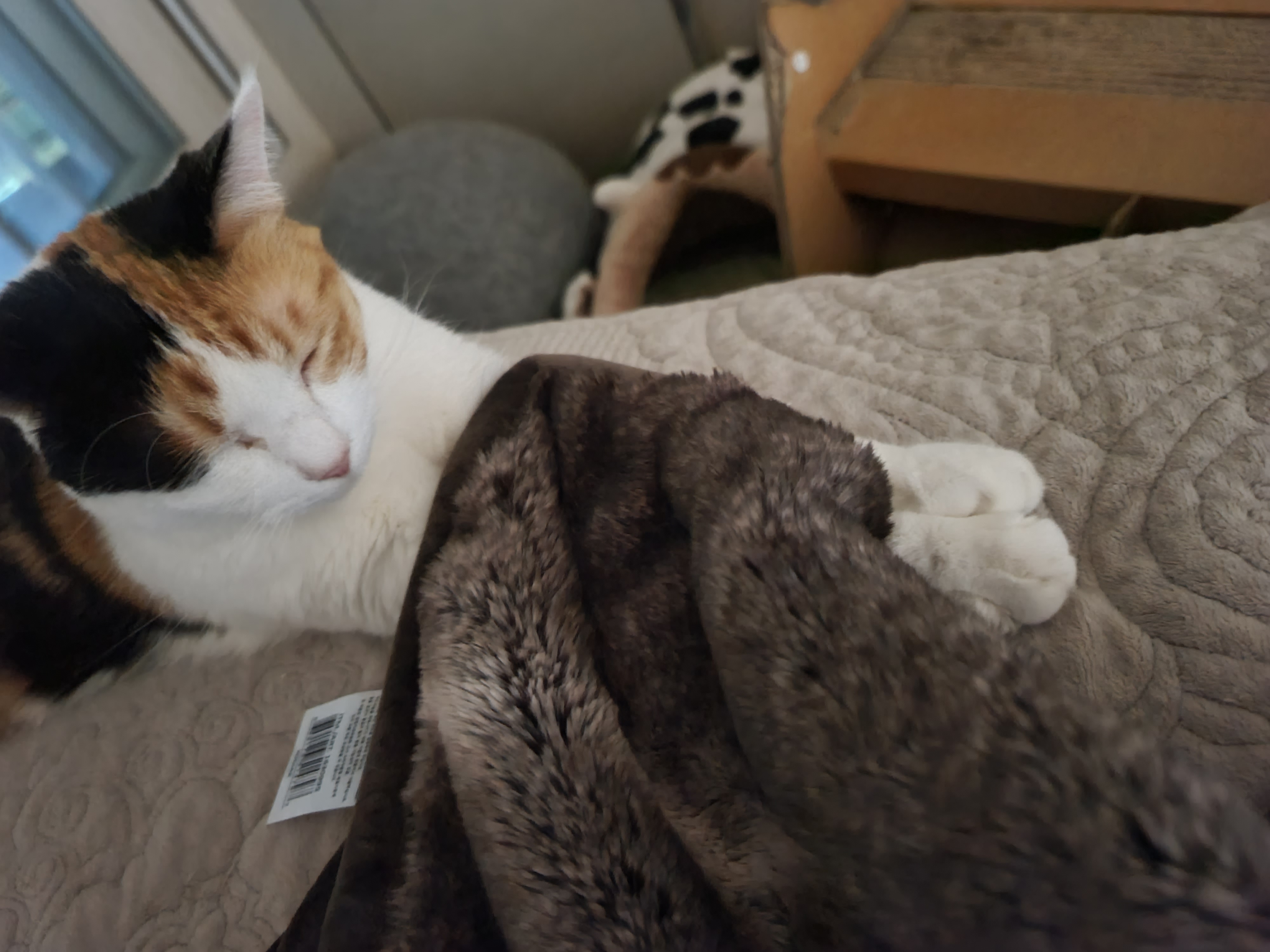 지난밤.. 허술했던 요미의 앞발찜질