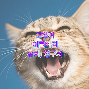 고양이 이빨 빠짐 언제 정상이고, 언제 병원에 가야 할까?